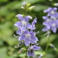 Image result for Campanula affinis
