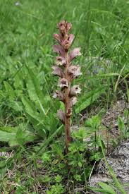 Attēlu rezultāti vaicājumam “Caryophyllaceae”