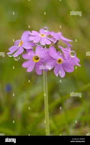 Attēlu rezultāti vaicājumam “Primula farinosa bud”