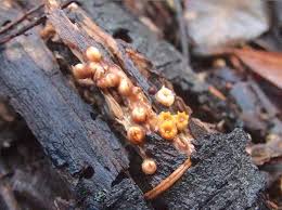 Attēlu rezultāti vaicājumam “Sphaerobolus stellatus”