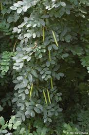 Attēlu rezultāti vaicājumam “Caragana arborescens leaf”