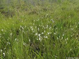 Attēlu rezultāti vaicājumam “Eriophorum gracile fruit”