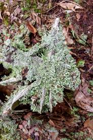 Attēlu rezultāti vaicājumam “Cladonia coniocraea”