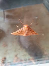 Attēlu rezultāti vaicājumam “Hylaea fasciaria”