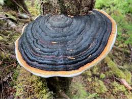 Attēlu rezultāti vaicājumam “Fomitopsis pinicola”