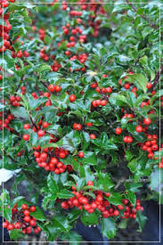 Attēlu rezultāti vaicājumam “Ilex x meserveae”