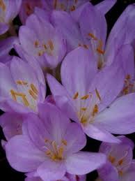Attēlu rezultāti vaicājumam “Colchicum autumnale”