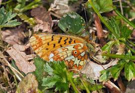Attēlu rezultāti vaicājumam “Clossiana euphrosyne underside”