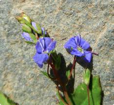 Attēlu rezultāti vaicājumam “Veronica beccabunga flower”