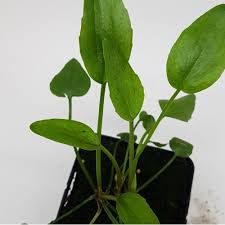 Attēlu rezultāti vaicājumam “Ranunculus flammula leaf”