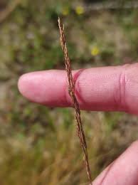 Attēlu rezultāti vaicājumam “Agrostis canina”