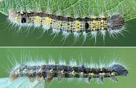 Attēlu rezultāti vaicājumam “Clostera pigra”