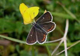 Attēlu rezultāti vaicājumam “Aricia artaxerxes  male”