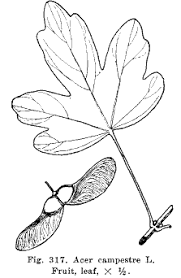 Attēlu rezultāti vaicājumam “Acer campestre leaf”