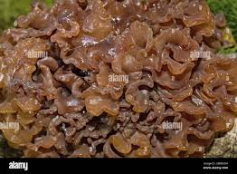 Attēlu rezultāti vaicājumam “Tremella foliacea”