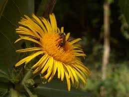 Attēlu rezultāti vaicājumam “Inula helenium flower”