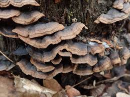 Attēlu rezultāti vaicājumam “Hymenochaete rubiginosa”