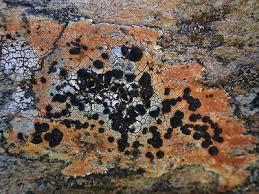 Attēlu rezultāti vaicājumam “Porpidia macrocarpa”