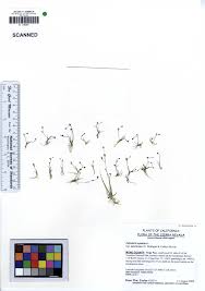 Attēlu rezultāti vaicājumam “Subularia aquatica”