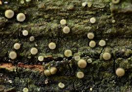 Attēlu rezultāti vaicājumam “Coenogonium pineti”