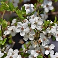 Attēlu rezultāti vaicājumam “Prunus spinosa”