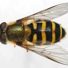 Attēlu rezultāti vaicājumam “Syrphus torvus”