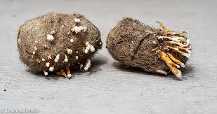 Attēlu rezultāti vaicājumam “Cordyceps farinosa”