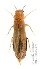 Attēlu rezultāti vaicājumam “Hylecoetus dermestoides male”