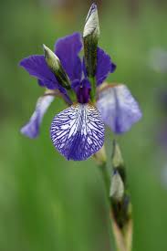 Attēlu rezultāti vaicājumam “Iris sibirica flower”