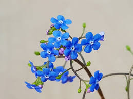 Image result for Vergissmeinnicht