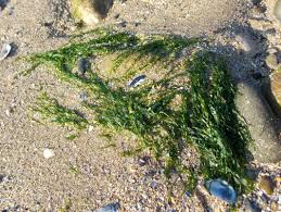 Attēlu rezultāti vaicājumam “Enteromorpha sp.”