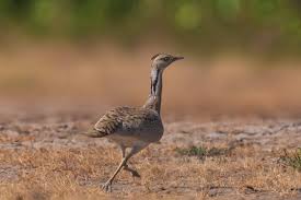 Image result for Chlamydotis macqueenii