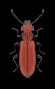 Attēlu rezultāti vaicājumam “Cucujus cinnaberinus”