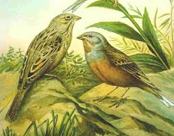Image result for Emberiza caesia