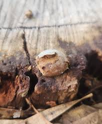 Attēlu rezultāti vaicājumam “Reticularia lobata spores”