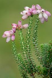 Attēlu rezultāti vaicājumam “Erica tetralix leaf”