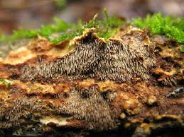 Attēlu rezultāti vaicājumam “Asterodon ferruginosus”