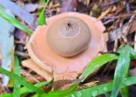 Attēlu rezultāti vaicājumam “Geastrum”