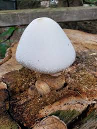 Attēlu rezultāti vaicājumam “Volvariella bombycina”