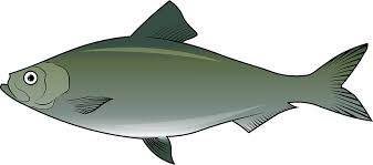 Image result for Alosa pseudoharengus
