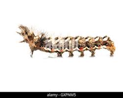 Attēlu rezultāti vaicājumam “Euproctis similis larva”