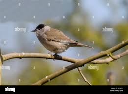 Attēlu rezultāti vaicājumam “Sylvia atricapilla”