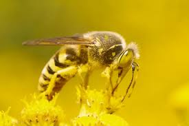 Attēlu rezultāti vaicājumam “Bembix rostrata”