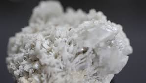 Attēlu rezultāti vaicājumam “Lindbladia tubulina macro”