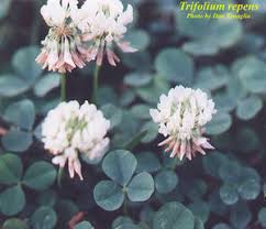 Attēlu rezultāti vaicājumam “Trifolium repens”