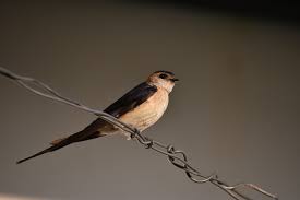 Image result for Cecropis daurica