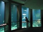Bestand:Baltimore Aquarium - Big tank.jpg - Wikipedia