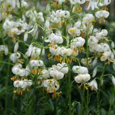 Image result for Lilium martagon Alba