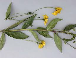 Attēlu rezultāti vaicājumam “Hieracium laevigatum”