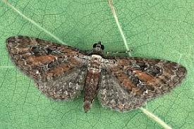 Attēlu rezultāti vaicājumam “Eupithecia icterata”